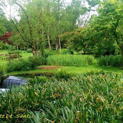 Ninfa